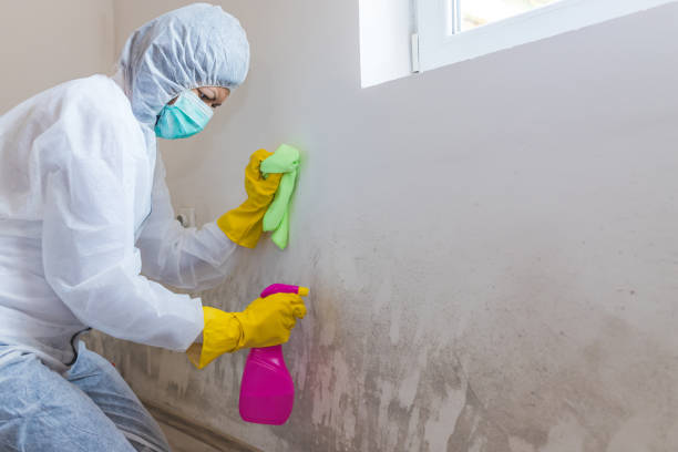 Best Residential Mold Inspection & Testing in USA